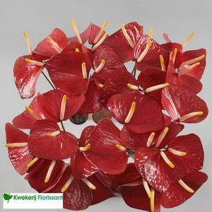 BQT. ANTHU RED LOVE